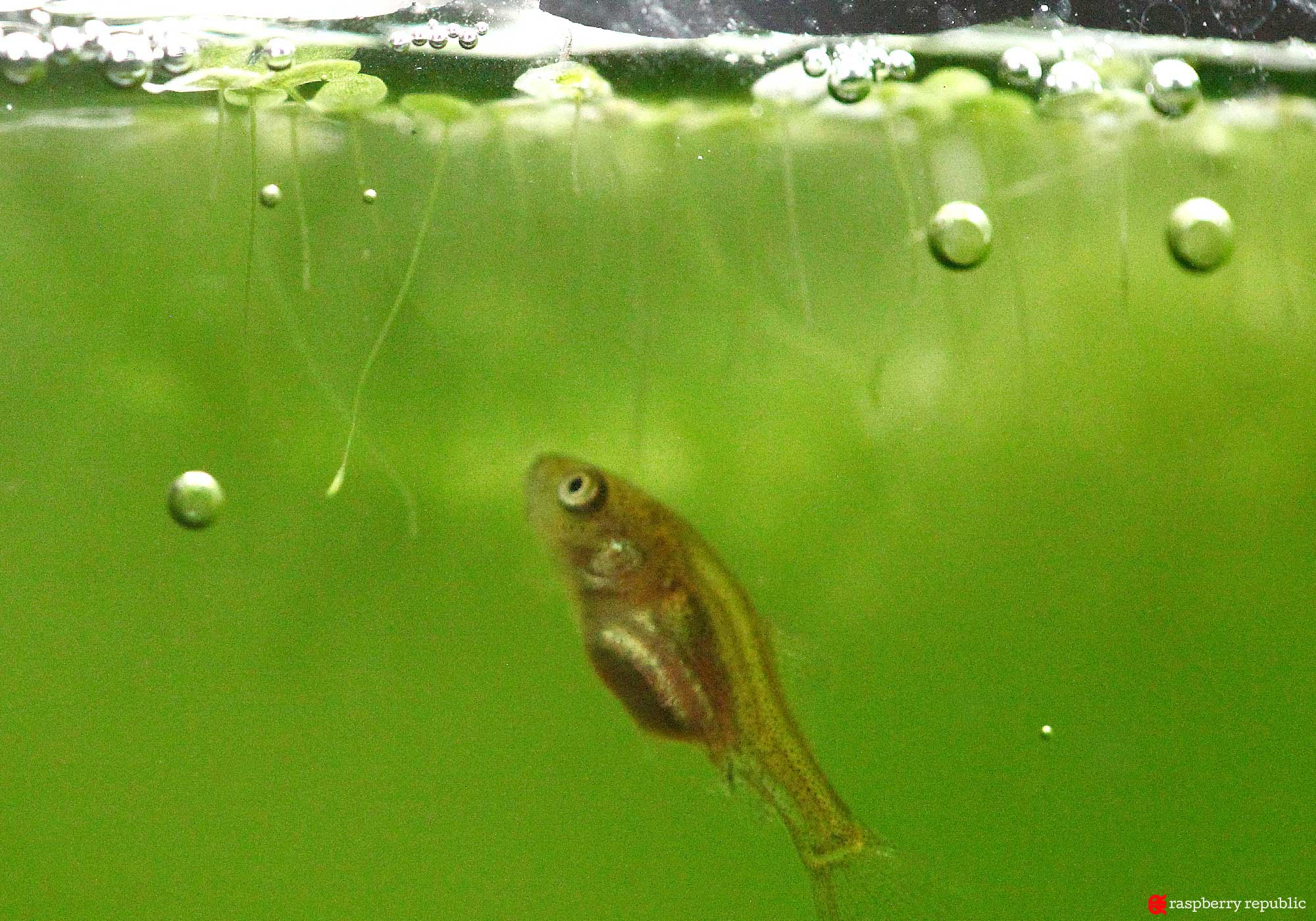 ラクラク稚魚飼育18 経過観察 E02 金魚飼育マニュアル 木苺共和国