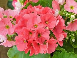 すべての美しい花の画像 ベストプリムラ オブコニカ 花言葉