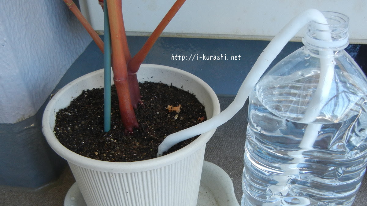 帰省や旅行など留守中の植物への水やりに 超原始的な自動給水装置 めめのいい暮らし Net