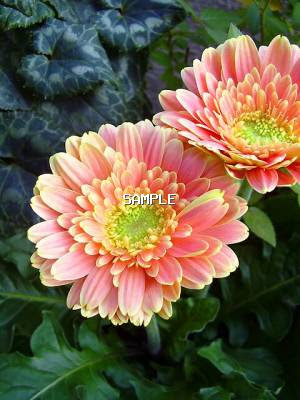 スマホ向け無料花の待ち受け画像 Mobile Flower Pot 画像表示