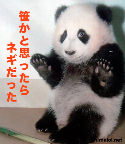 パンダ Archives Animalol 動物おもしろ画像