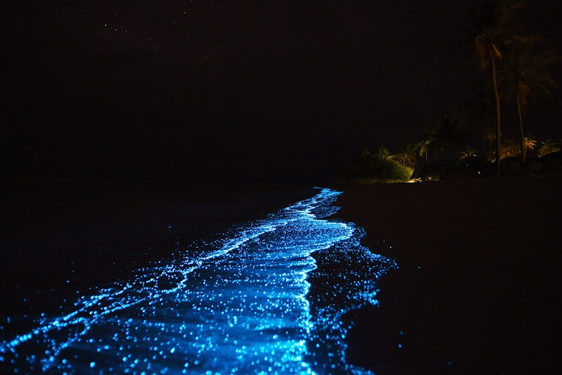 20+ Plancton Luminescent
