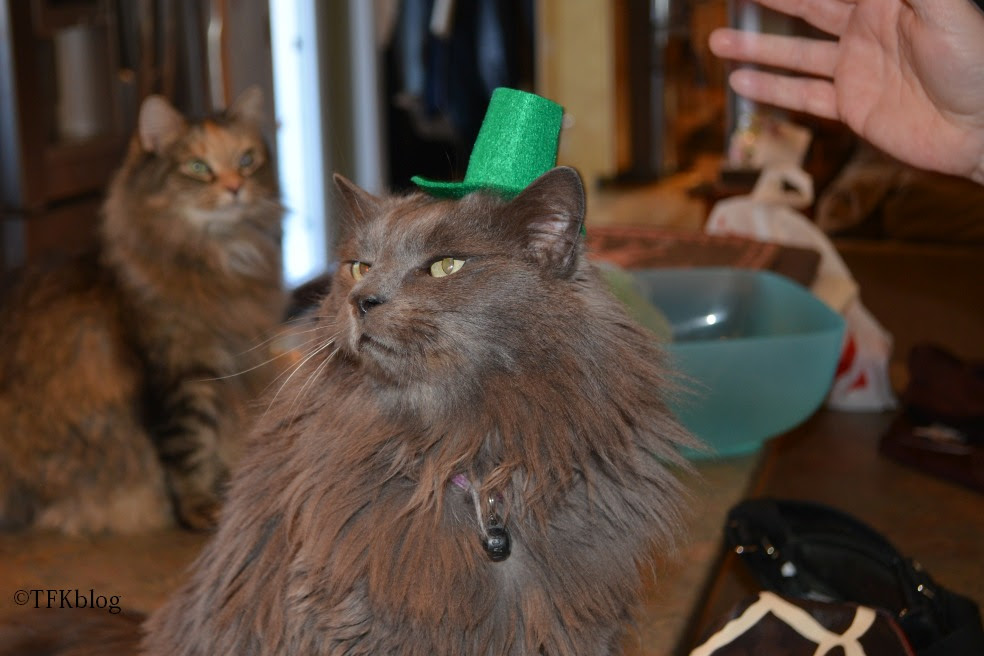 Jack in a St. Patrick hat