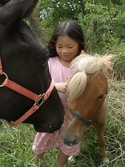 Horses Getting to Know One Another