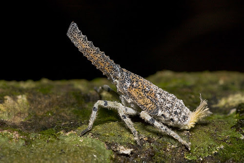 lantern fly of malaysia, Zanna terminalis nymph (IMG_9249copy)