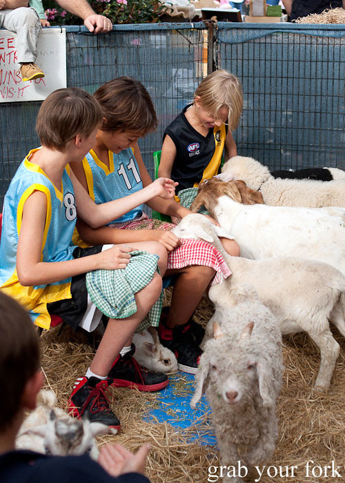 kids feeding baby lambs at the grounds of alexandria markets
