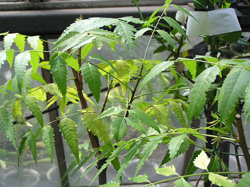 インドセンダン Azadirachta センダン科 Meliaceae