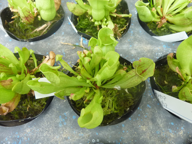 多肉植物 コノフィッツム エアプランツ 食虫植物など珍しい植物の販売 園芸店むさし野