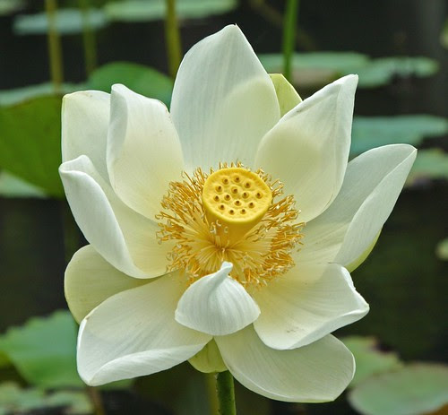 Beautiful Lotus Flowers