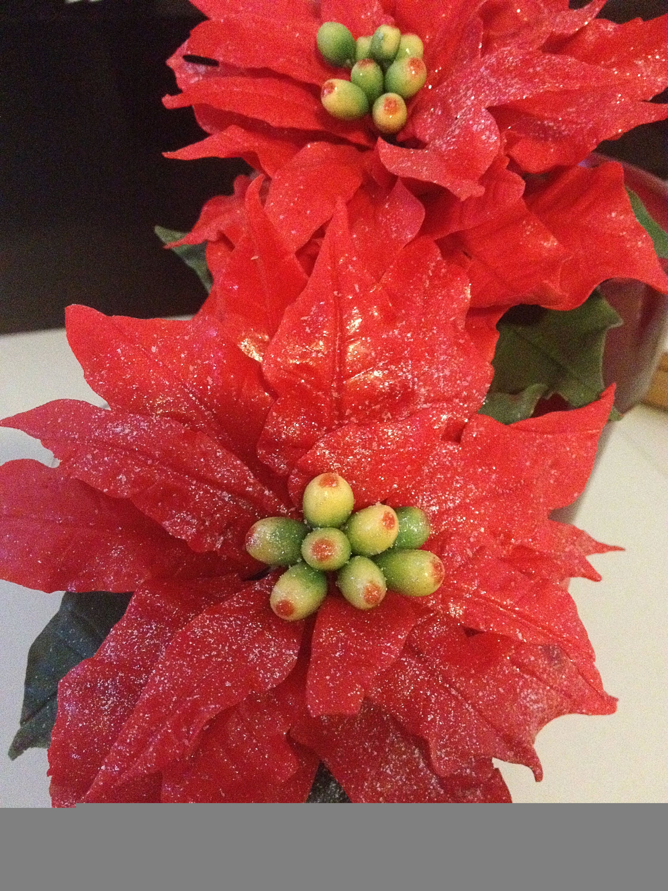 Poinsettia bouture