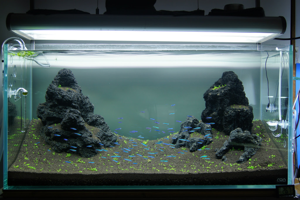 水草水槽で絨毯 草原を作りたい 90cm雲山石レイアウト