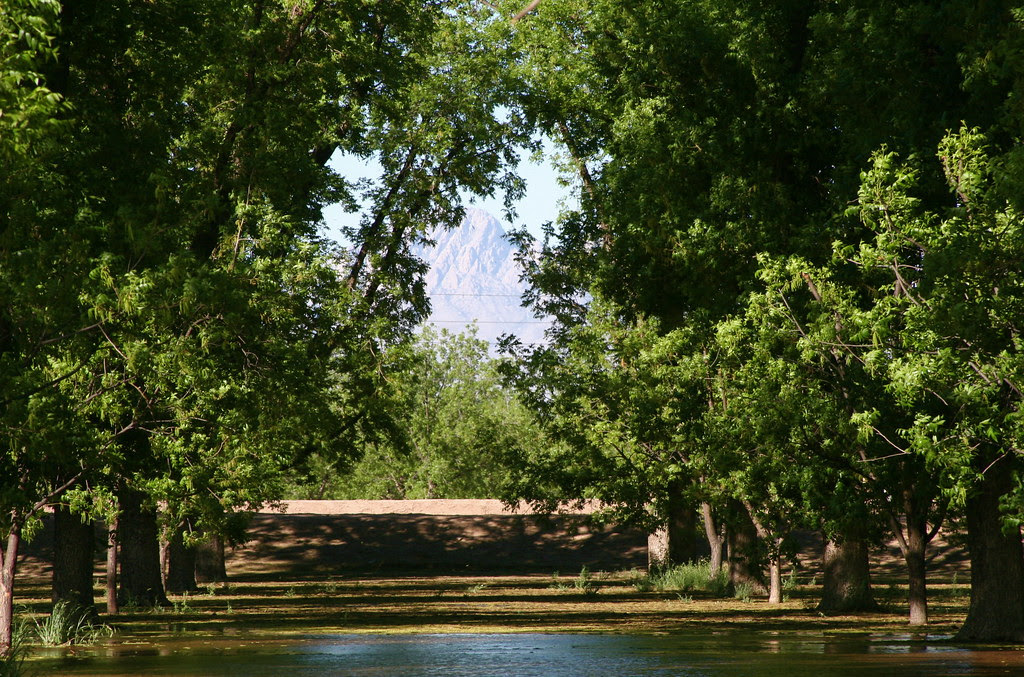 Peaks Through the Trees