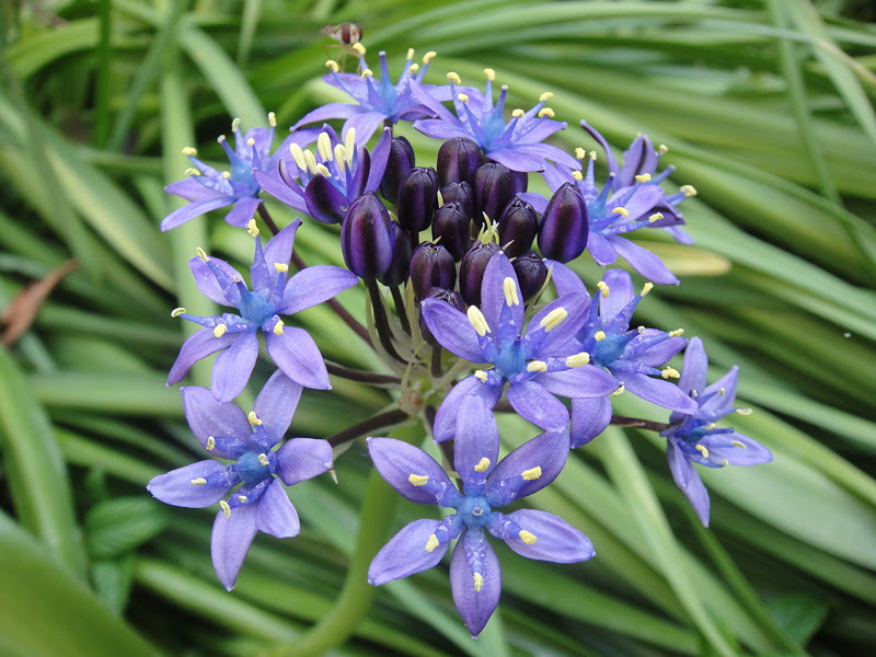 科名 ユリ科 野の花図鑑