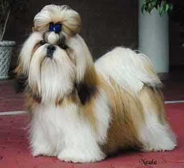 Picture of a yorkie shitzu || ~shitzu toys replica~