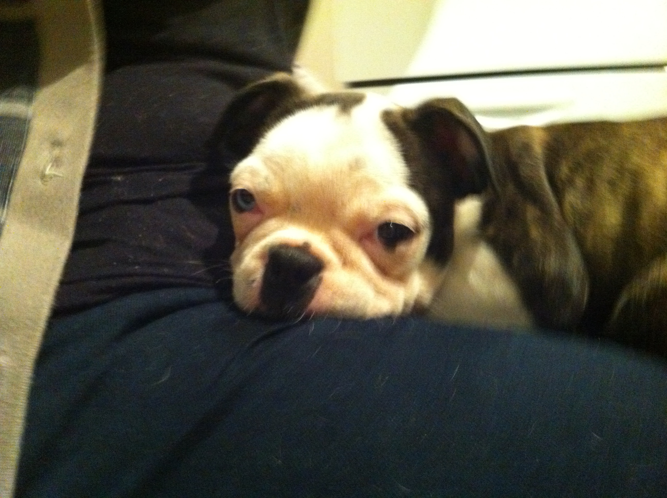 Snuggles