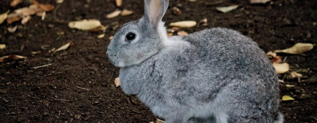 夢占い ウサギの夢を見たときの５つの意味 花言葉と夢占い
