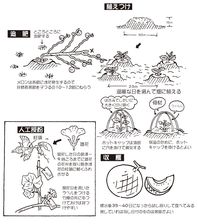 メロン 家庭菜園 Ja松任 好きです 人 夢 自然