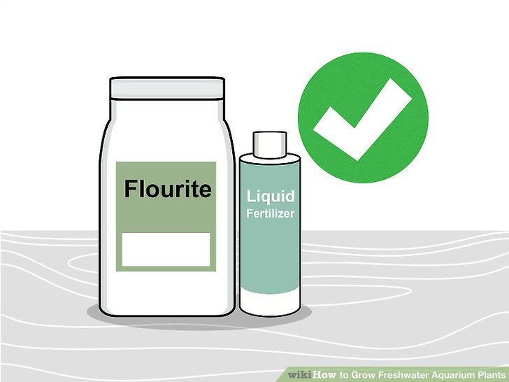 Grow Freshwater Aquarium Plants Step 14.jpg