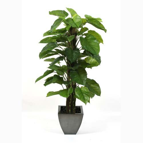 Best Review for 5ft Philodendron