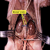 Renal Blood Vessels Labeled - Major Arteries Pulse Points And Veins : The process of tubular secretion helps to secrete the urea from the blood to the collecting duct which is finally excreted in form of urine.