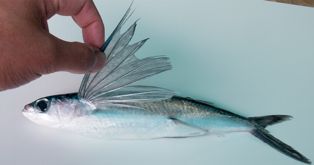 あごだしとは からのあごだしレシピ 便利 簡単 越前かに 若狭三方の魚屋さん