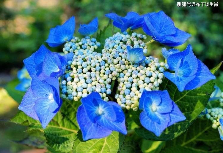 9月日起 迎接好运 双喜临门 财富纷纷进家门的四大生肖 事业
