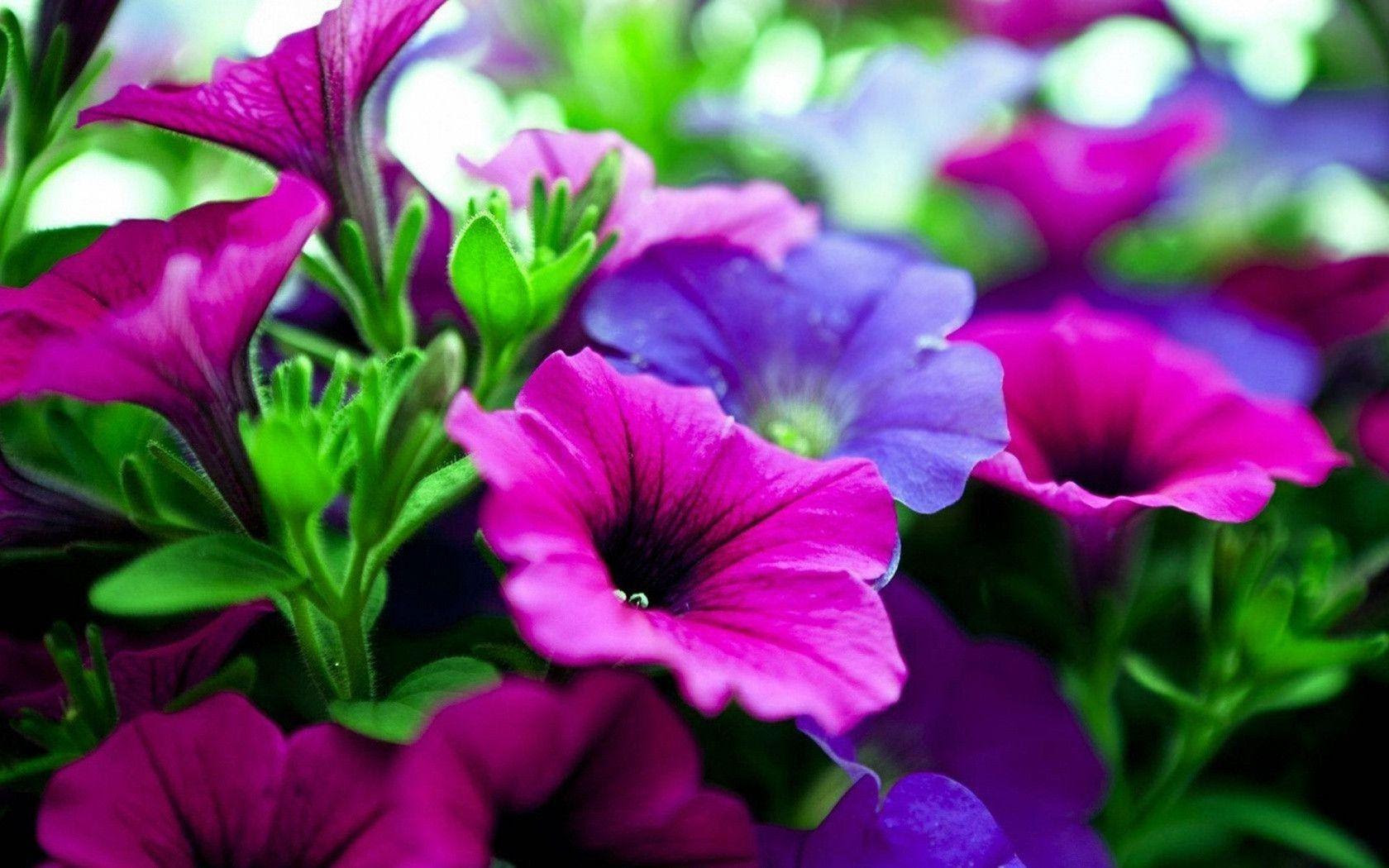Pink And Purple Flower Backgrounds - Wallpaper Cave
