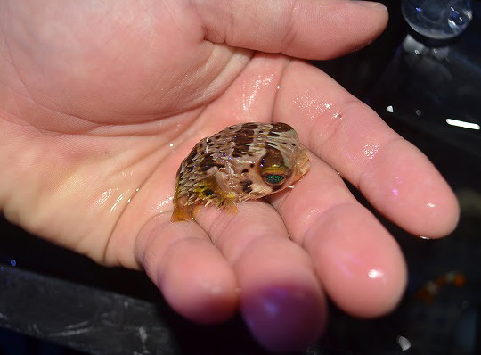 入荷案内とあわせてご覧ください 生麦海水魚センター