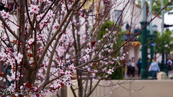 Disneyland Resort, Disney California Adventure, Buena Vista Street