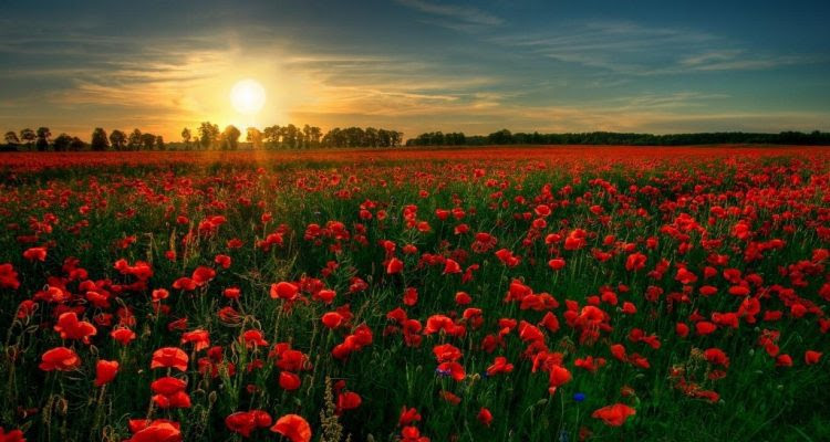 Image result for flanders field