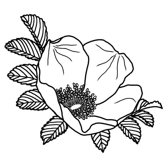 ハマナス 浜梨 白黒 北海道の花 都道府県の木 花 鳥イラスト素材