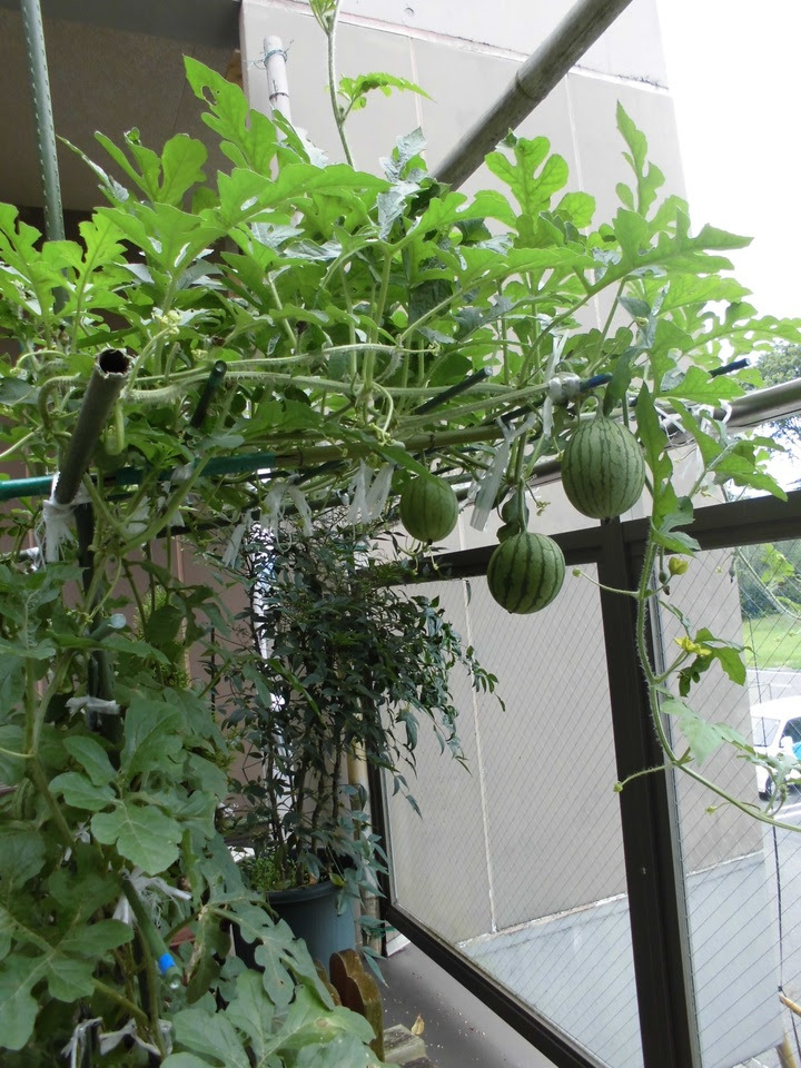 2階南 ベランダ菜園 スタッフブログ 特別養護老人ホーム ふくろうの杜