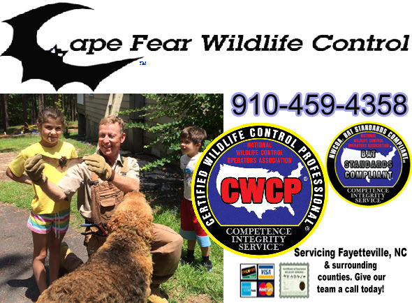 Cumberland County Wildlife Control Unwanted Wildlife Professional North Carolina Nc
