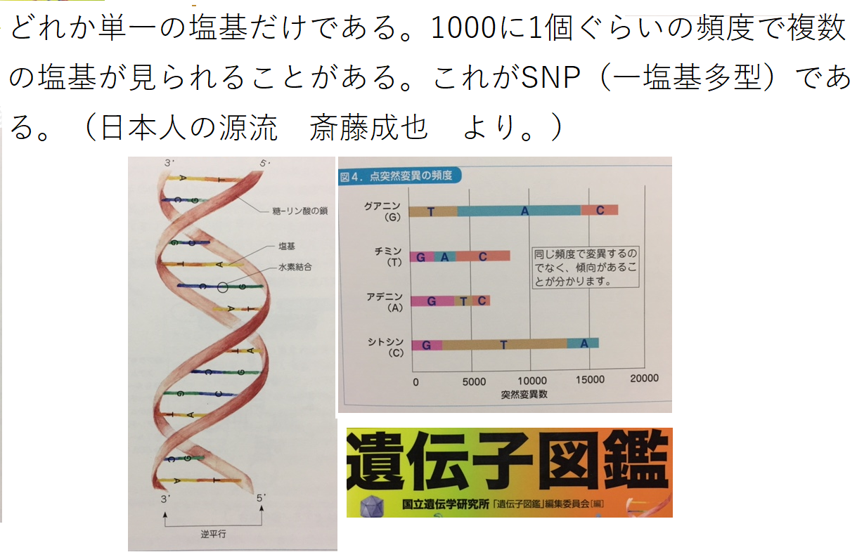 Y染色体遺伝子から見た日本人男性と朝鮮人 中国人男性との差