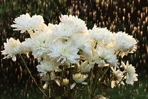 Flowers rain CTObackflash