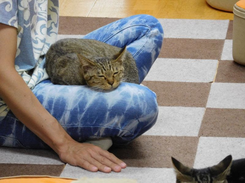 猫 膝 の 上 で 寝る 獣医師監修 猫が膝の上に乗ってくる心理とは