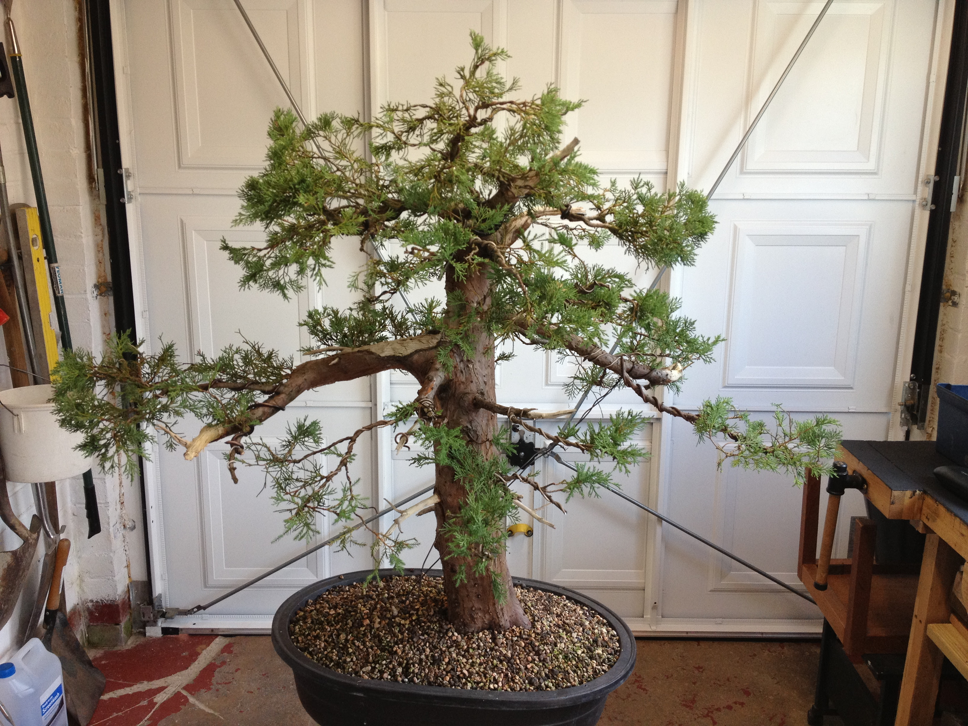 Classroom Corner – Roy's Tesco Juniper – John Hanby Bonsai