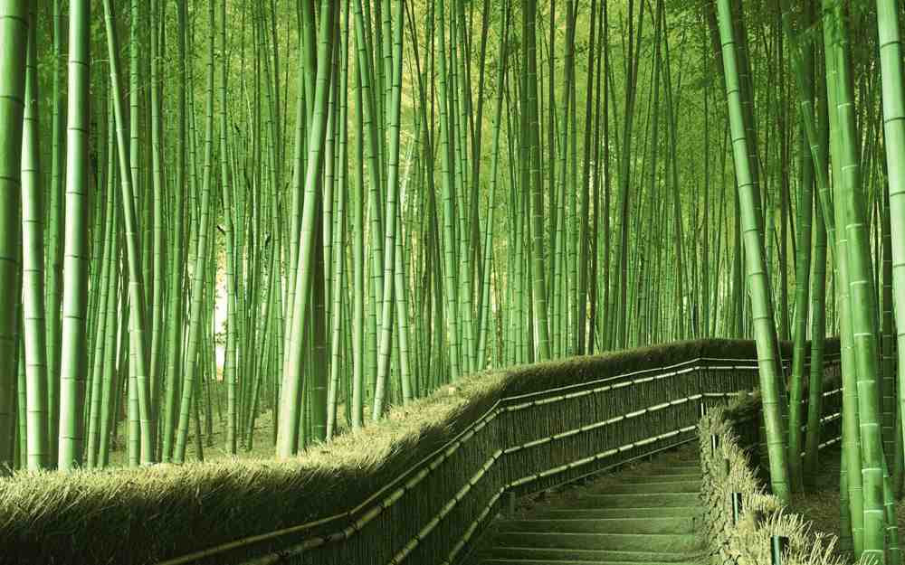 Sagano Bamboo Forest Kyoto, Japan