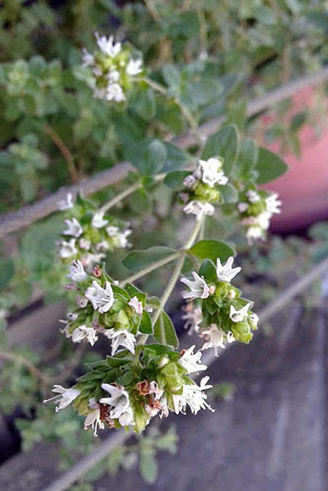 Origanum Vulgare L Herbario