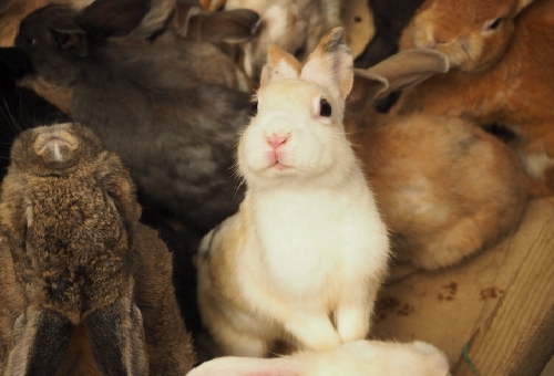 うさぎのマーキング いつから行い始めるの 対策方法は 生き物navi