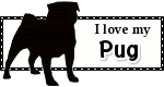 by Shy photo ILoveMyPugBlinkie07-20-08.gif