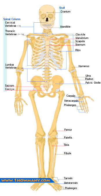 How Many Bones in the Human Body