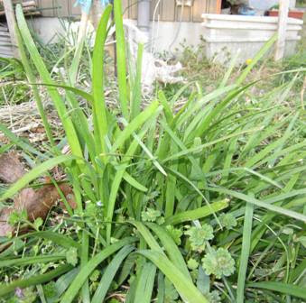 花ニラの葉が食べられそう えっ 花ニラに毒 健康生活 有機 自然流から自然栽培へ
