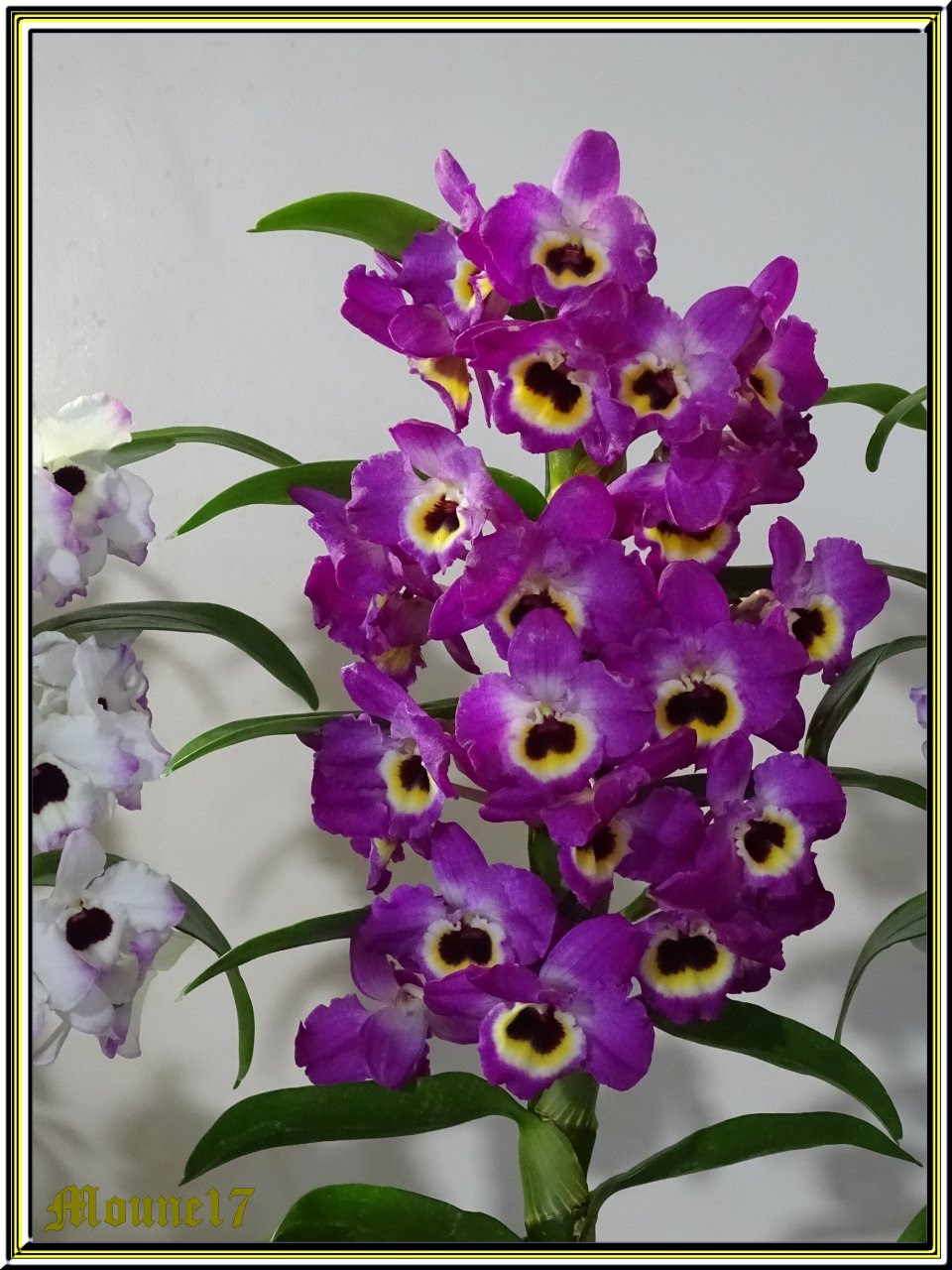 Exposition D Orchidees A La Jarne 17 Le 09 E 10 Mars 19 Les Passions De Moune17