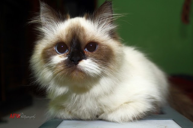 Kucing Persia Himalaya Flickr Photo Sharing Kucing Persia Himalaya Flickr Photo Sharing