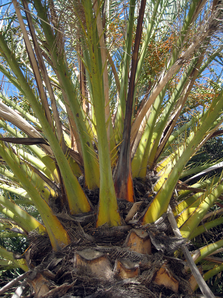 Phoenix dactylifera