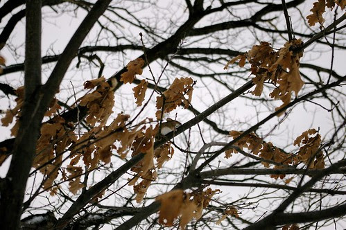 Tree-climbing mouse 2
