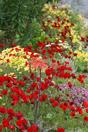 papaver layia border