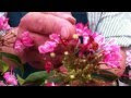 コレクション 花 カルミア 302814-花 カルミアの育て方