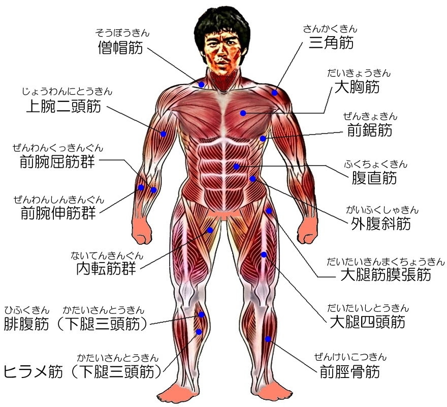 筋肉図解 筋肉を図解で見てみよう 筋肉大全